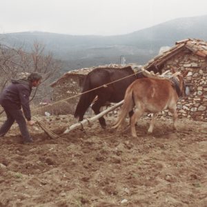 1980 aprox. Santiago con arado romano..