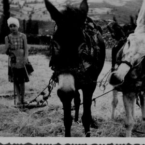 Trilla en la era de arriba.